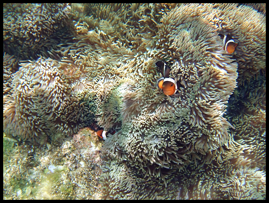 Ocellaris Clownfish
