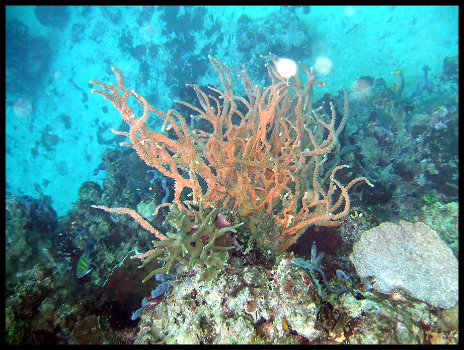 Branch Coral