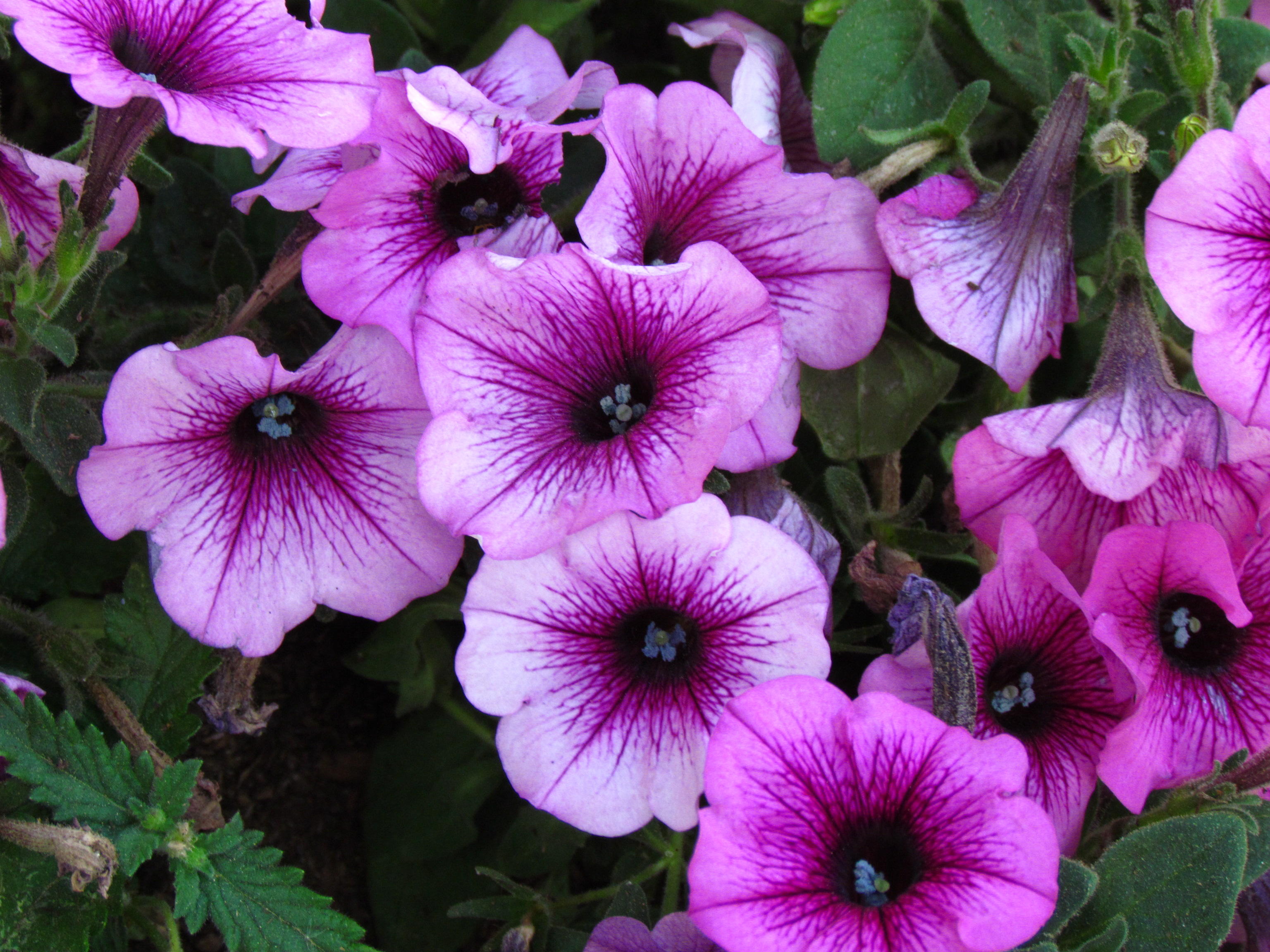 Pretty Purple flowers