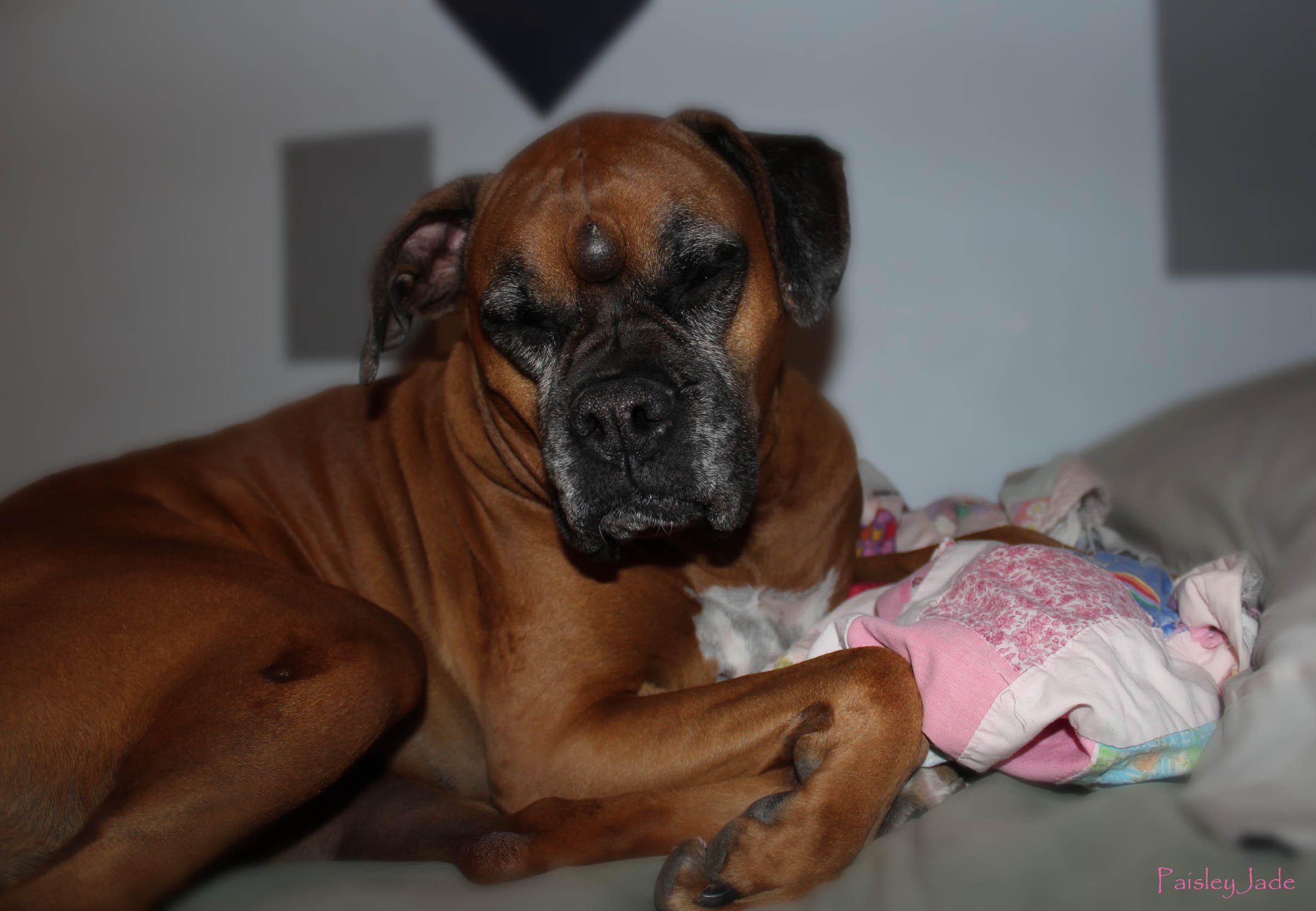 Paisley sleeping on the Pink Blankie