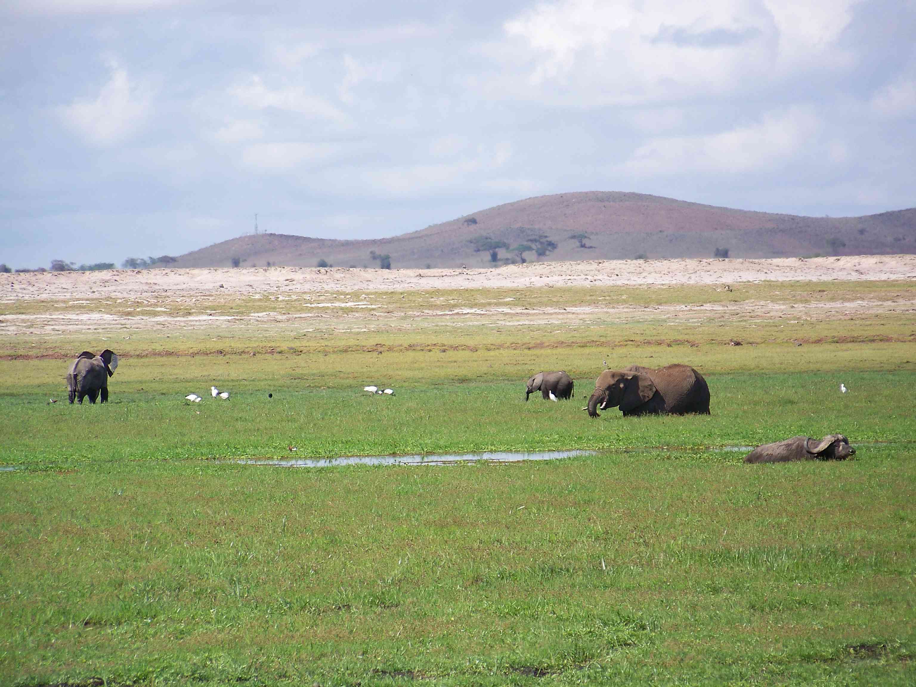 Elephants and cape buffalo use swamps to stay cool-2618
