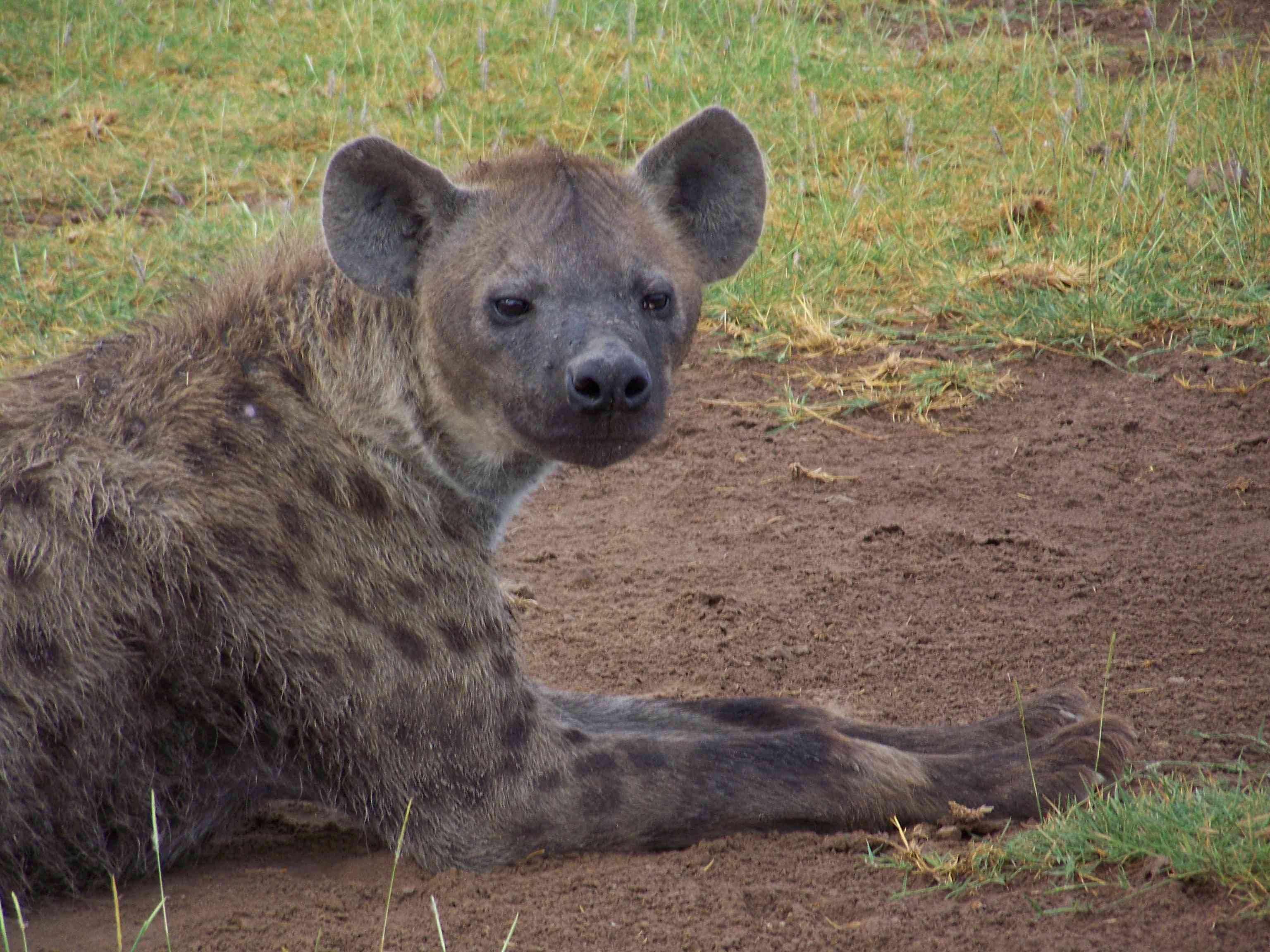 Spotted hyena-2819