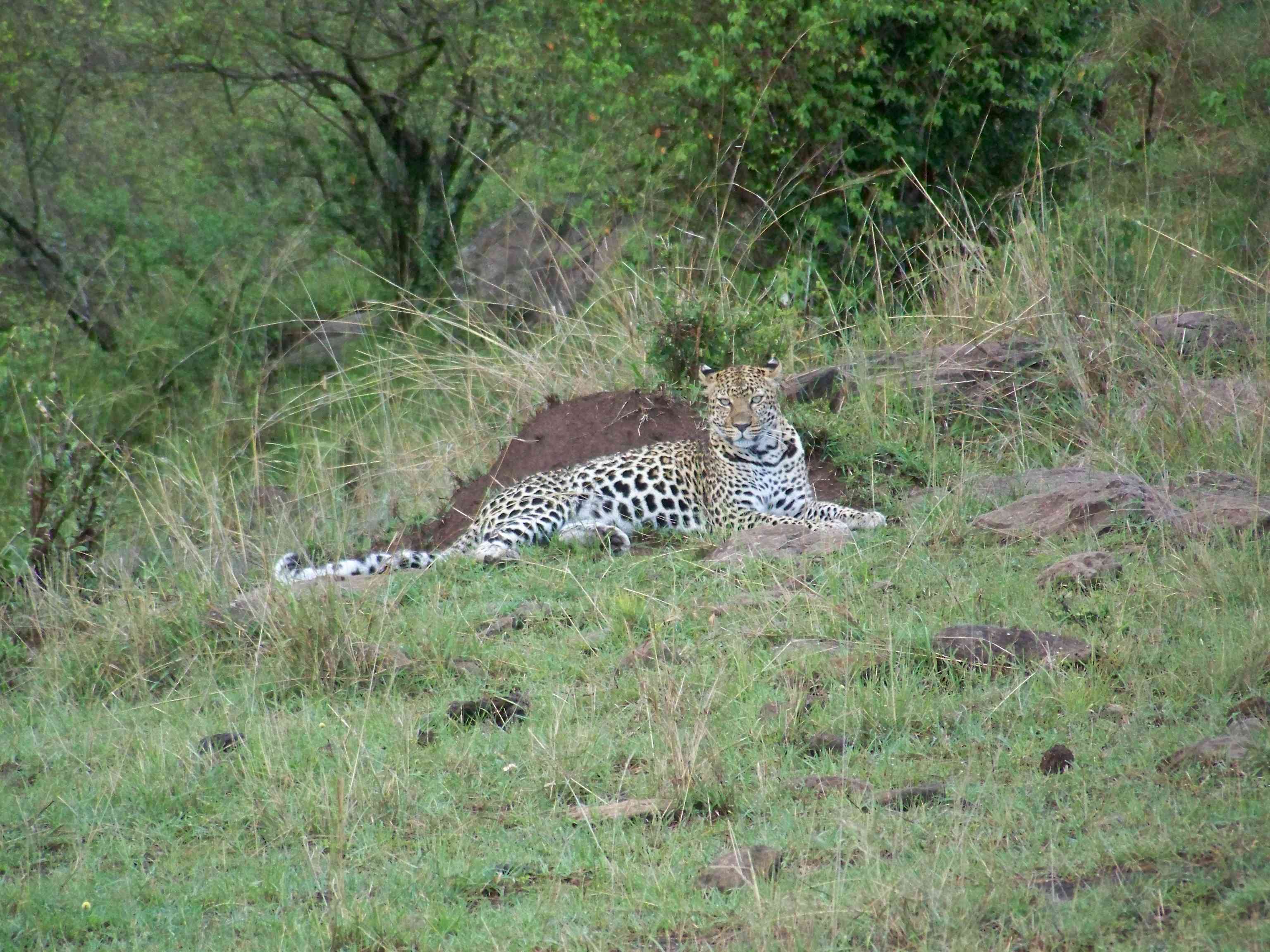 Leopard - she posed for us for 20 minutes-3618