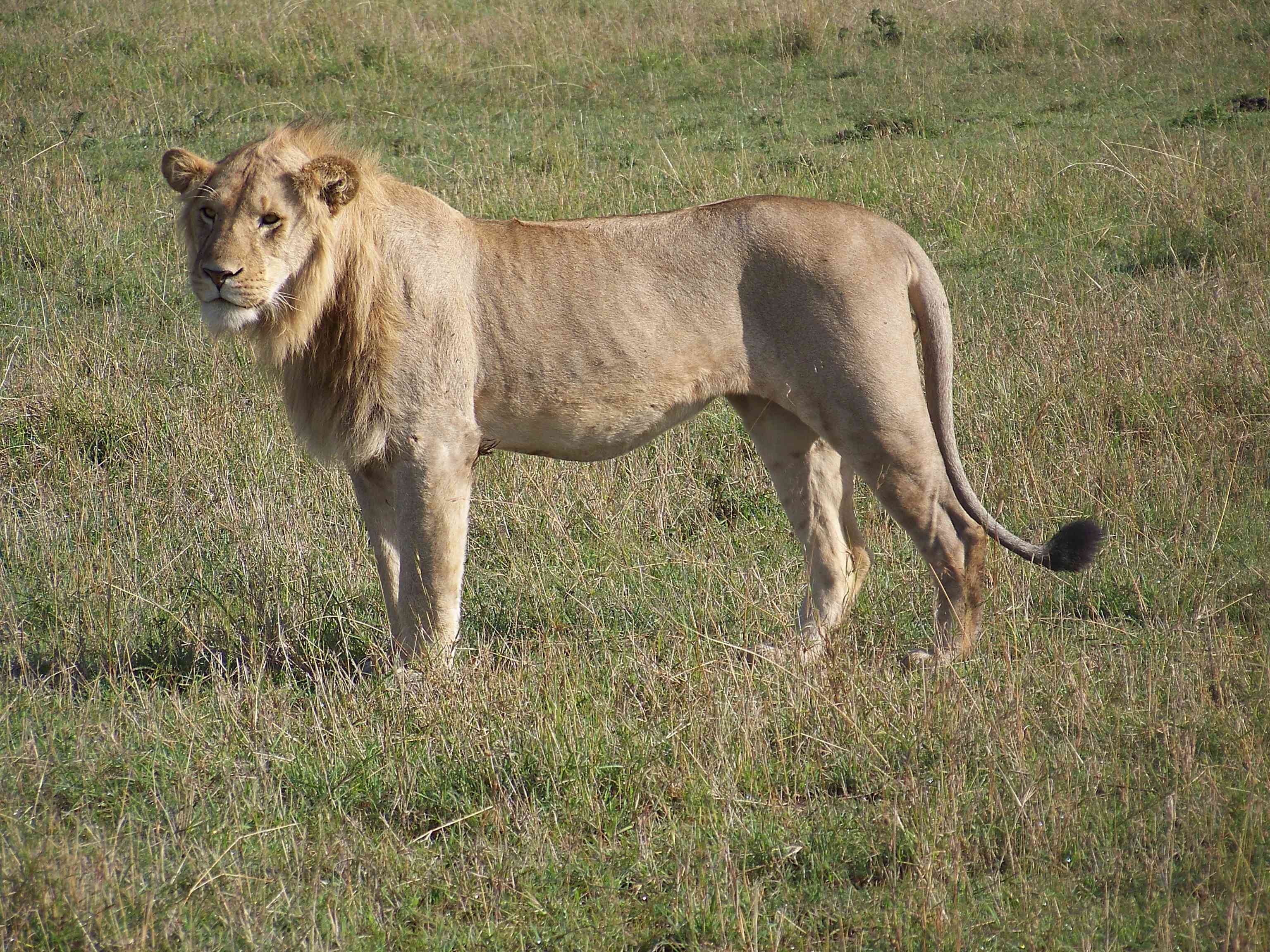 Male lion not in a pride, note ribs showing-3751