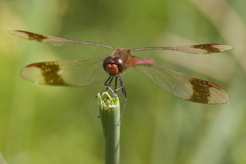 Sympetrum pedemontanum
