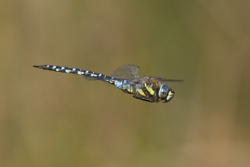 Aeshna mixta