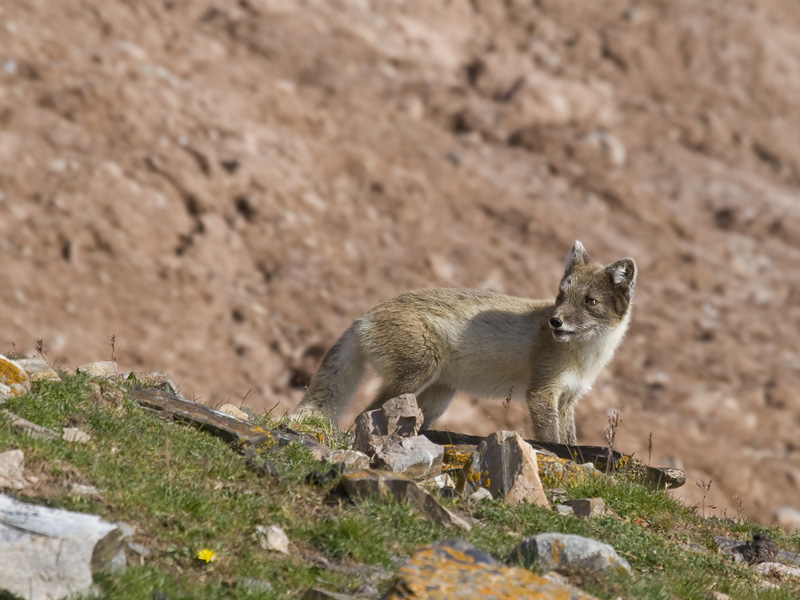 Alopex lagopus