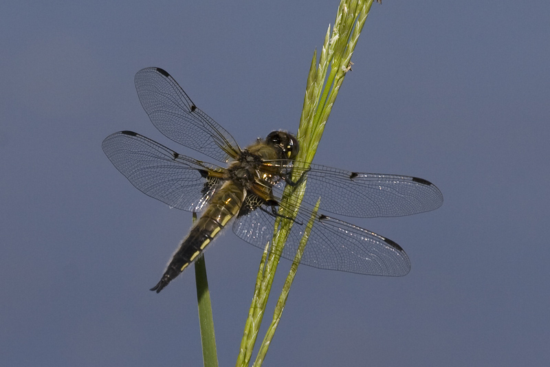 Libellula quadrimaculata