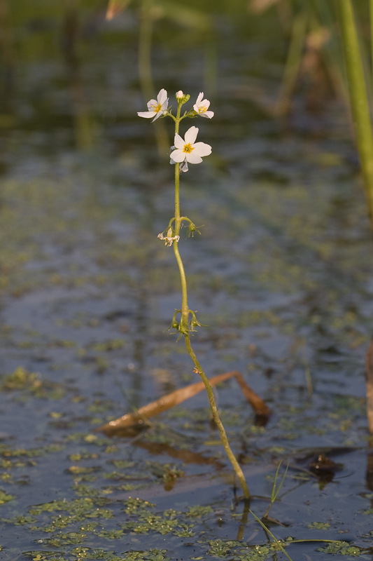 Hottonia palustris