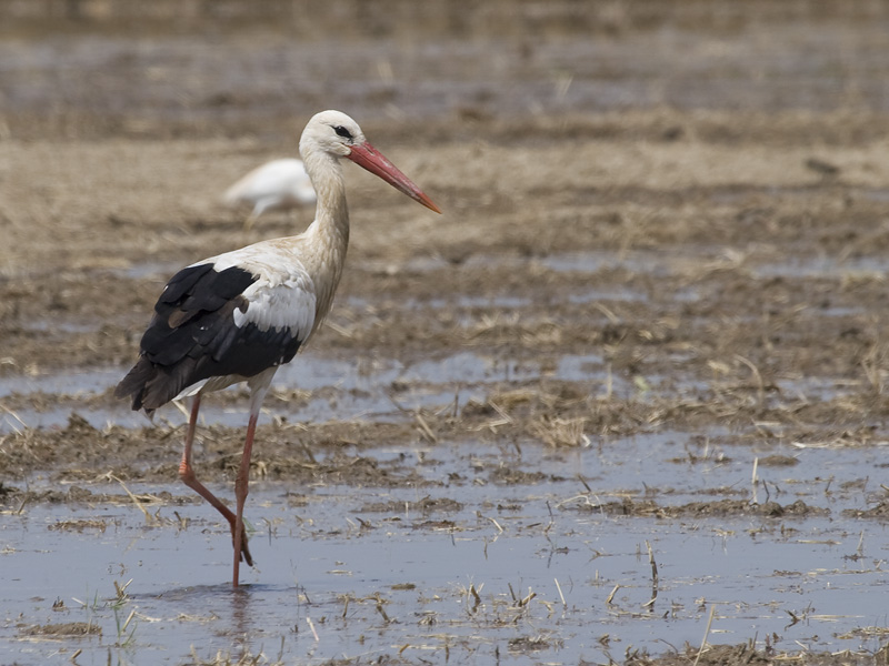Ciconia ciconia