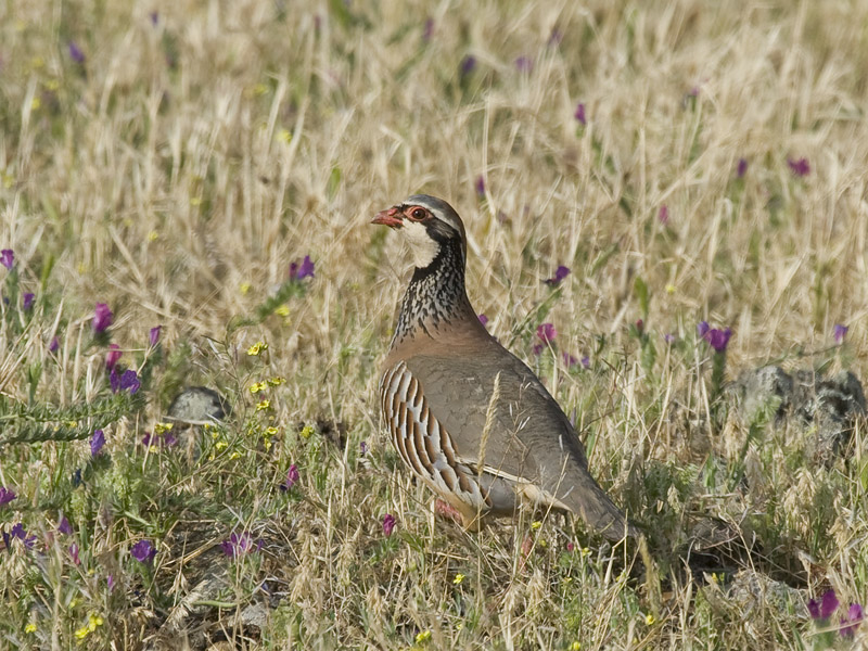 Alectoris rufa