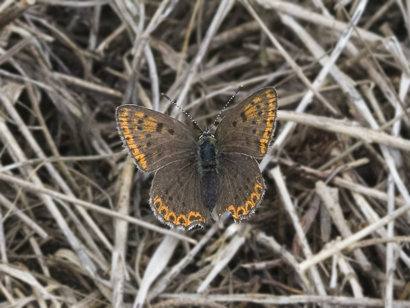 Lycaena tityrus