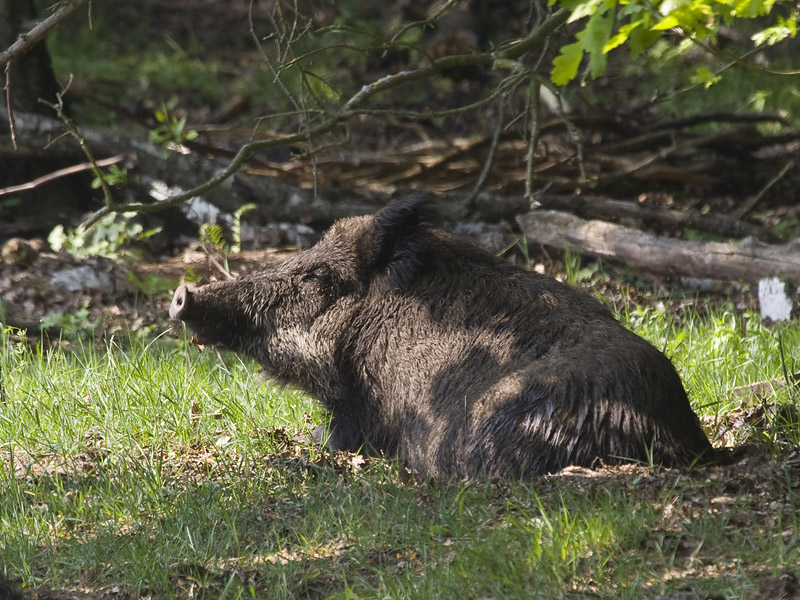 Sus scrofa