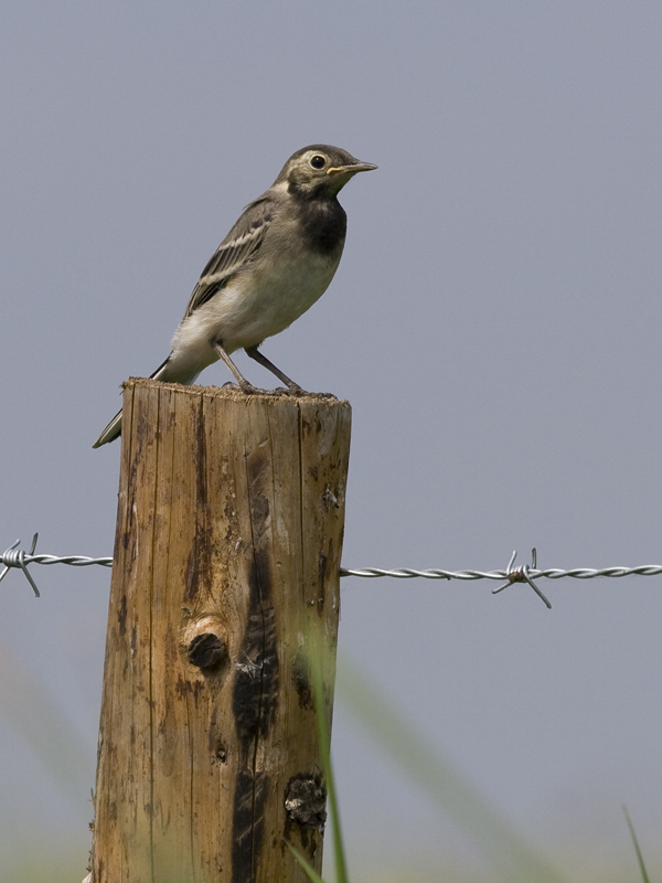 Motacilla alba
