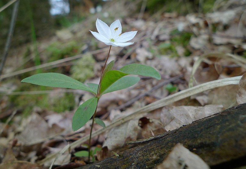 Trientalis europaea