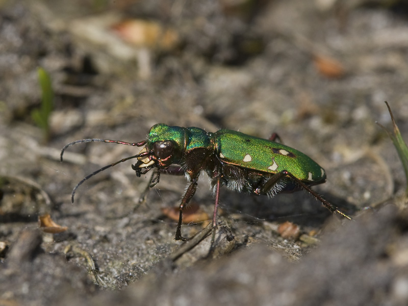 Cicindela campestris