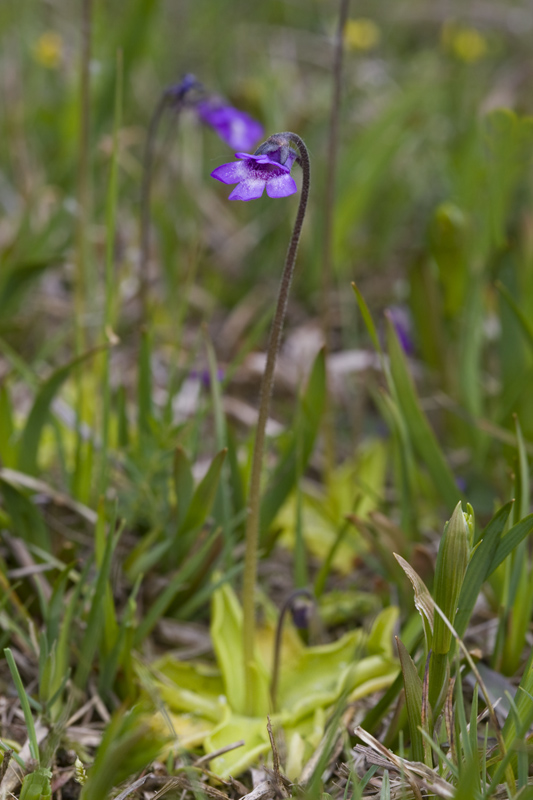 Pinguicula vulgaris