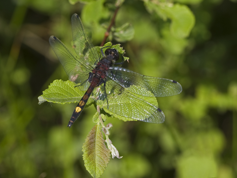 Leucorrhinia pectoralis