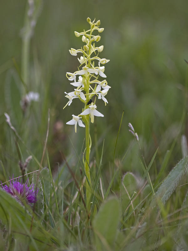 Platanthera bifolia