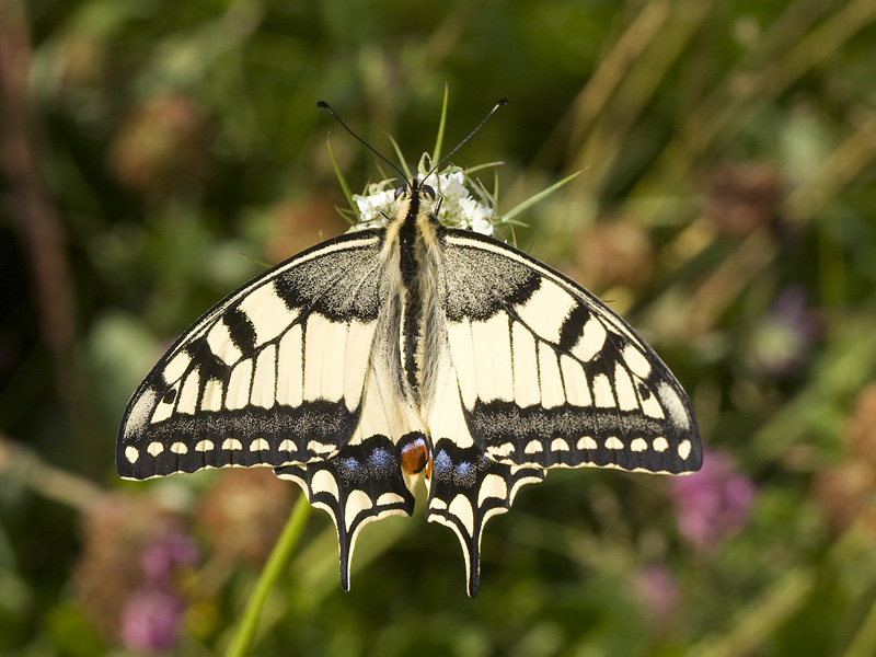 Papilio machaon