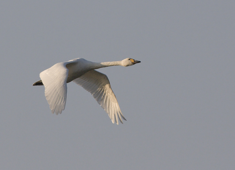 Cygnus bewickii