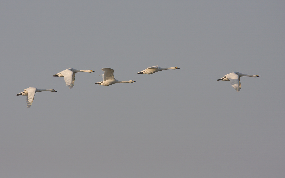 Cygnus bewickii