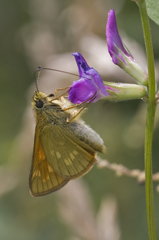 Ochlodes faunus