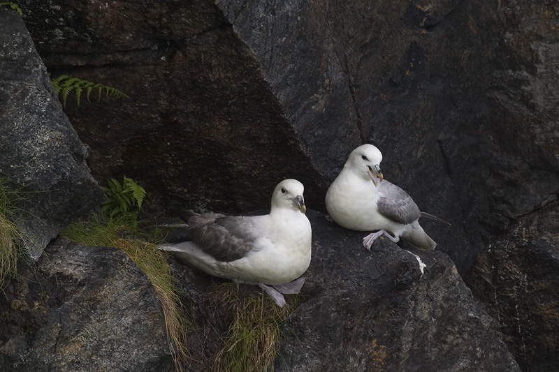 Fulmarus glacialis