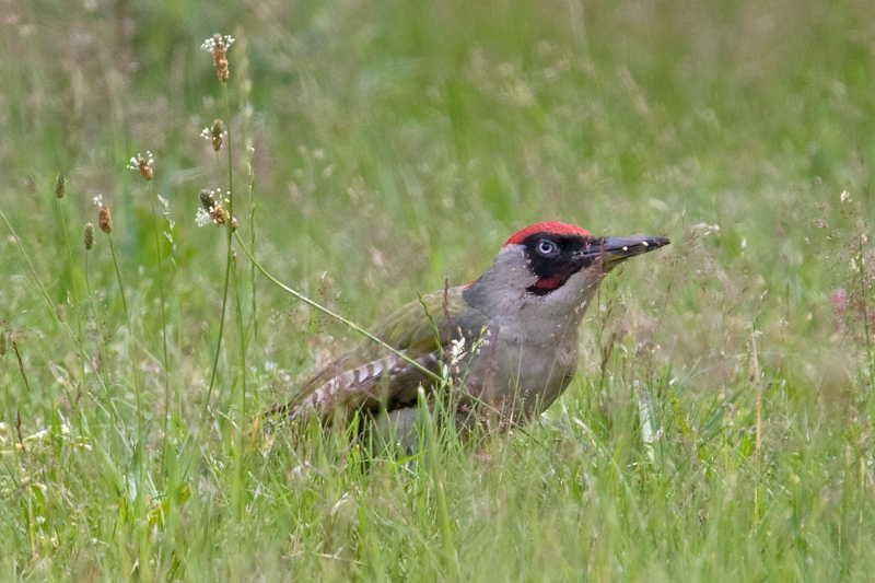 Green Woodpecker  (Picus viridis)