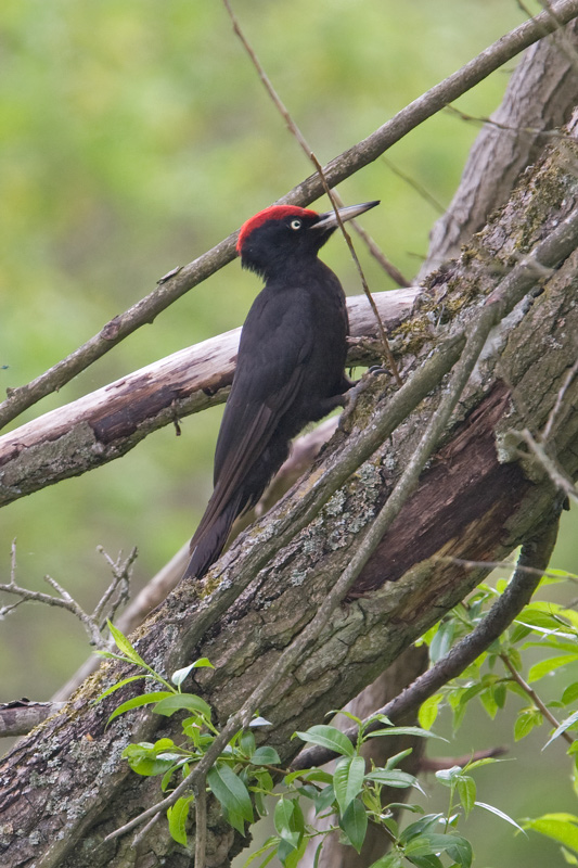 Black Woodpecker  (Dryocopus martius)