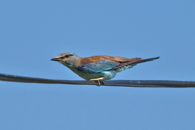 Roller  (Coracias garrulus)