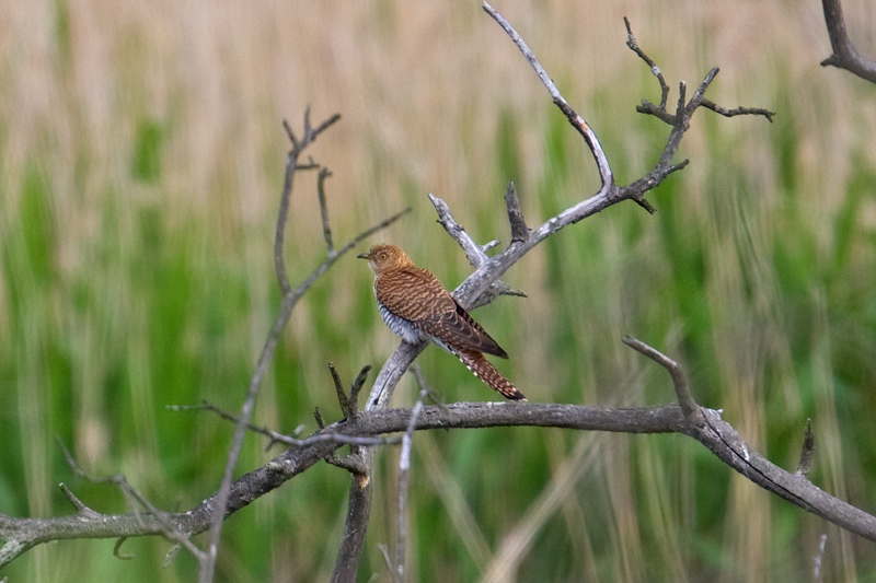 Cuckoo  (Cuculus canorus)