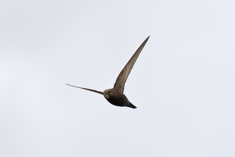 Swift  (Apus apus)