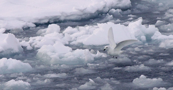 Snow-petrel.jpg