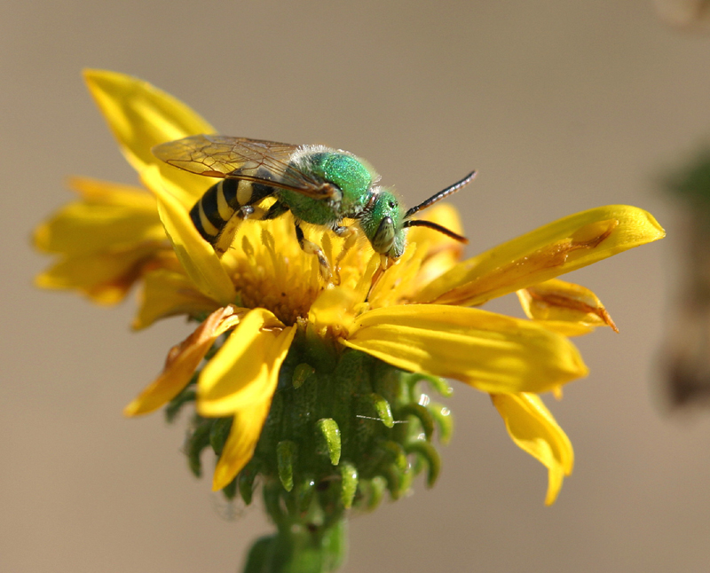 Bee sp. on gumweed   21 Sep 04   IMG_0160.jpg