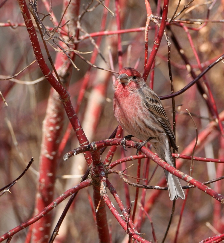 House Finch   4 Apr 08   IMG_0747.jpg