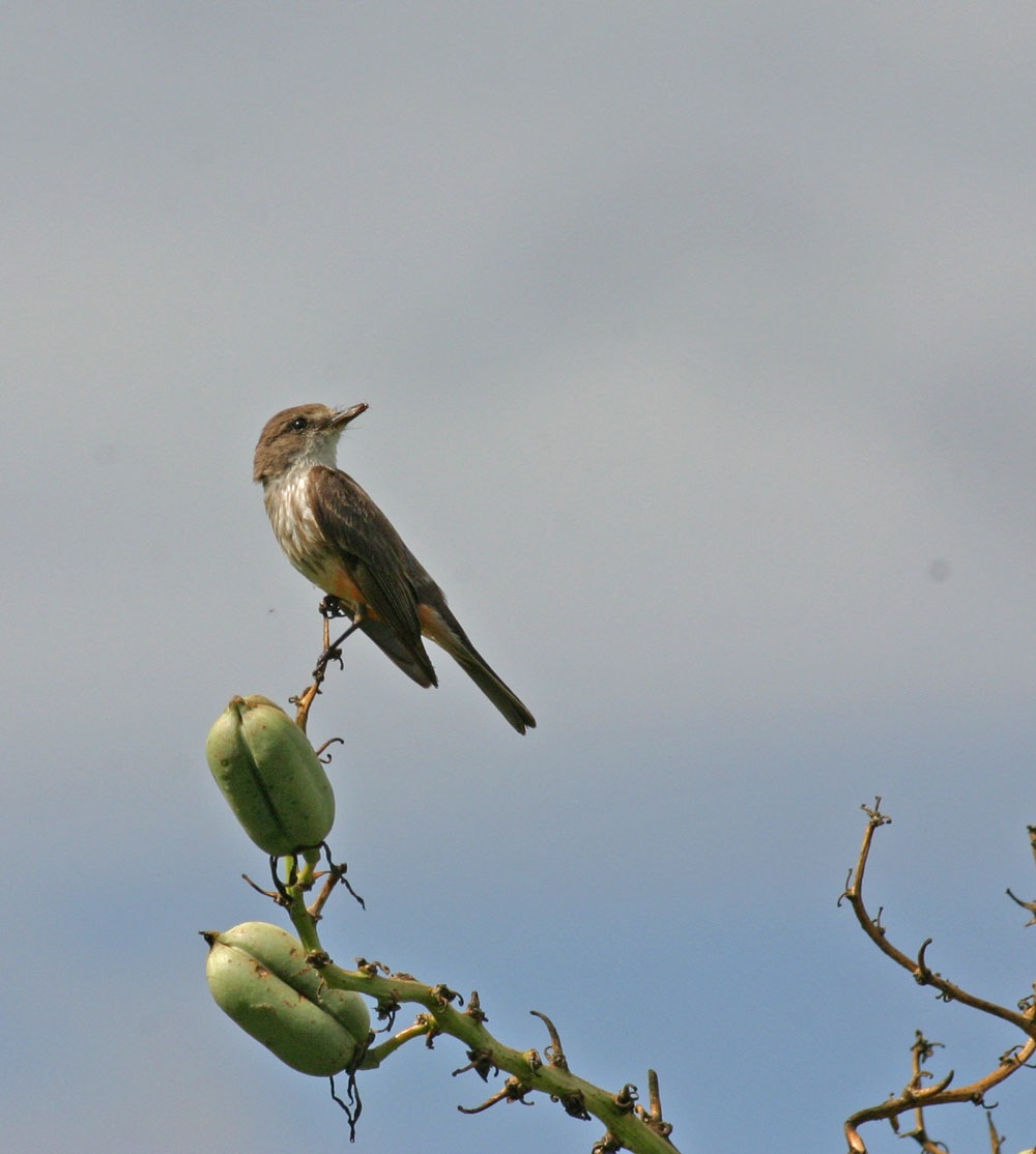 Vermillion-flycatcher-femal.jpg