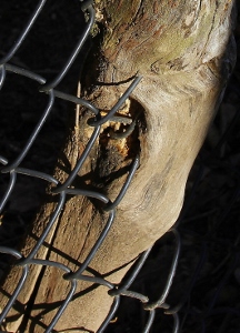 Tree vs. Fence