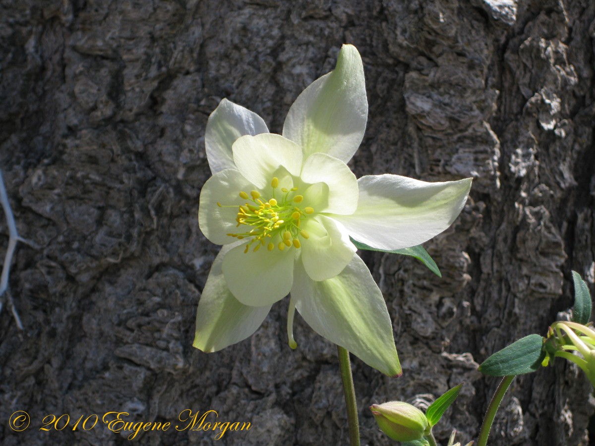 Flower Study 520 - Grand Targee