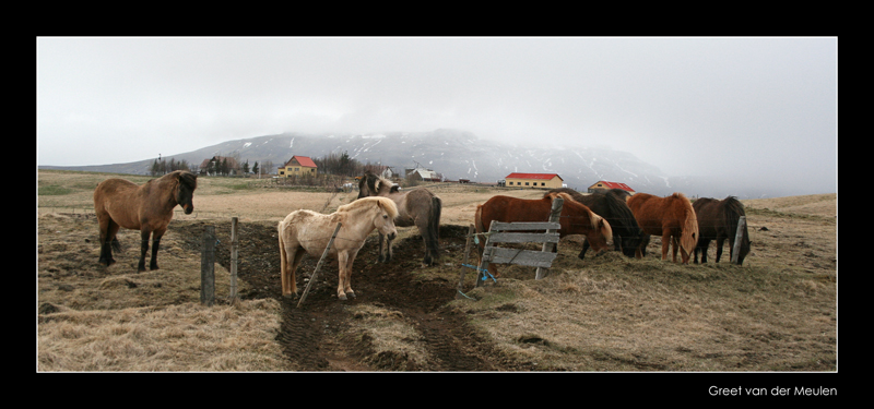 1235 Icelandic ponies