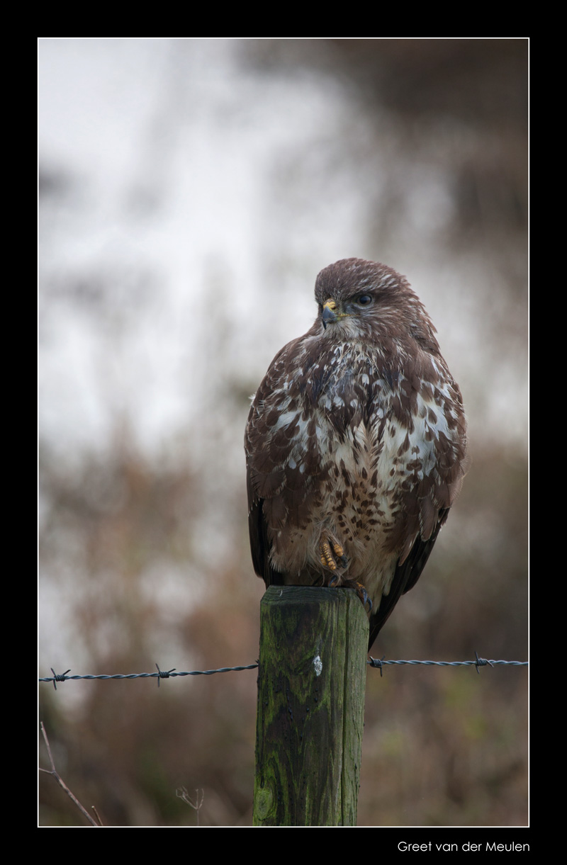 7028 buzzard with cold feet