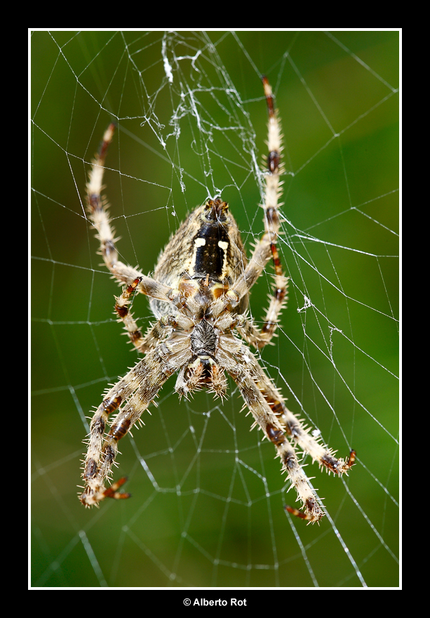 Araneus diadematus