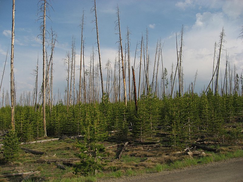 Regrowth from 88 Fires