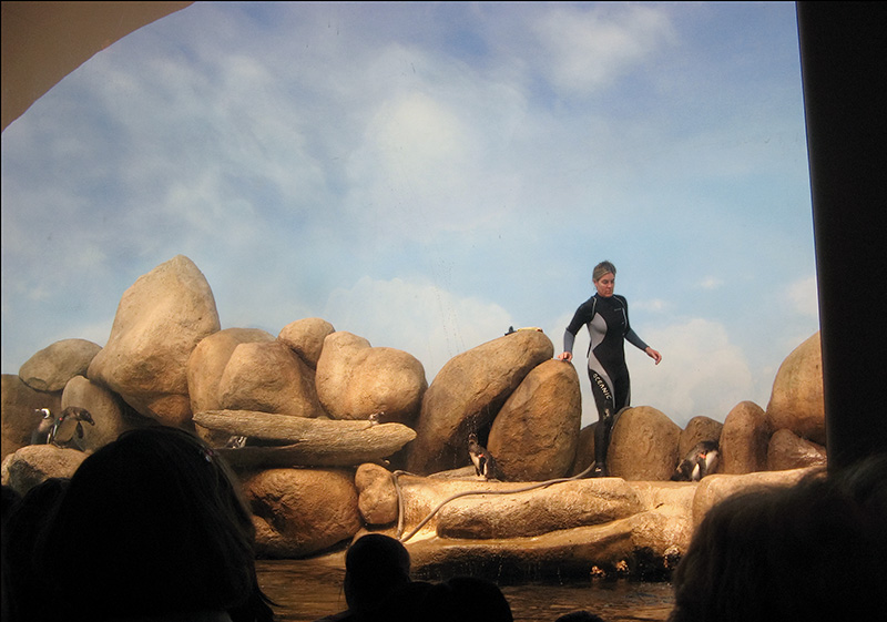 Penguin Island, with a lot of heads in front of me