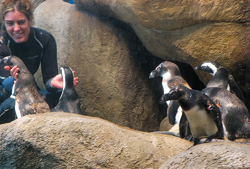 Pam Schaller, Senior Aquatic Biologist, with her penguins
