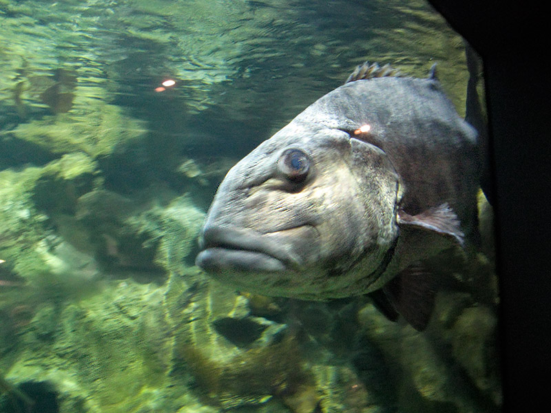 Blurry.  Giant fish - and it was named well.