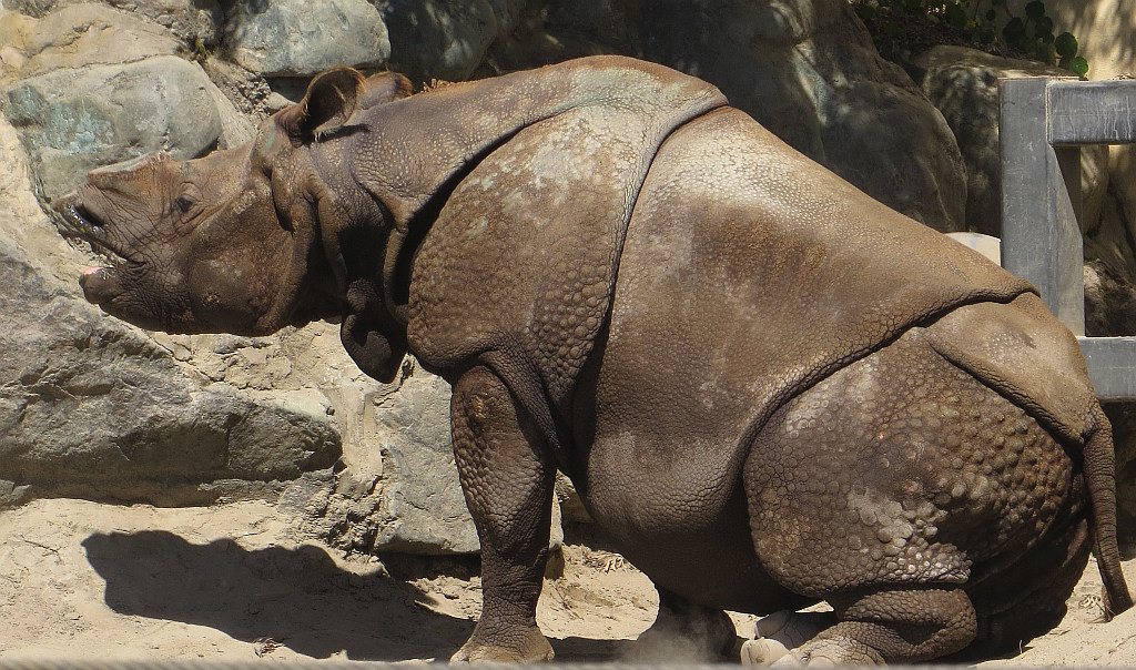 HUGE armour-like plates or folds  on this Rhino.  mImg_1690.jpg