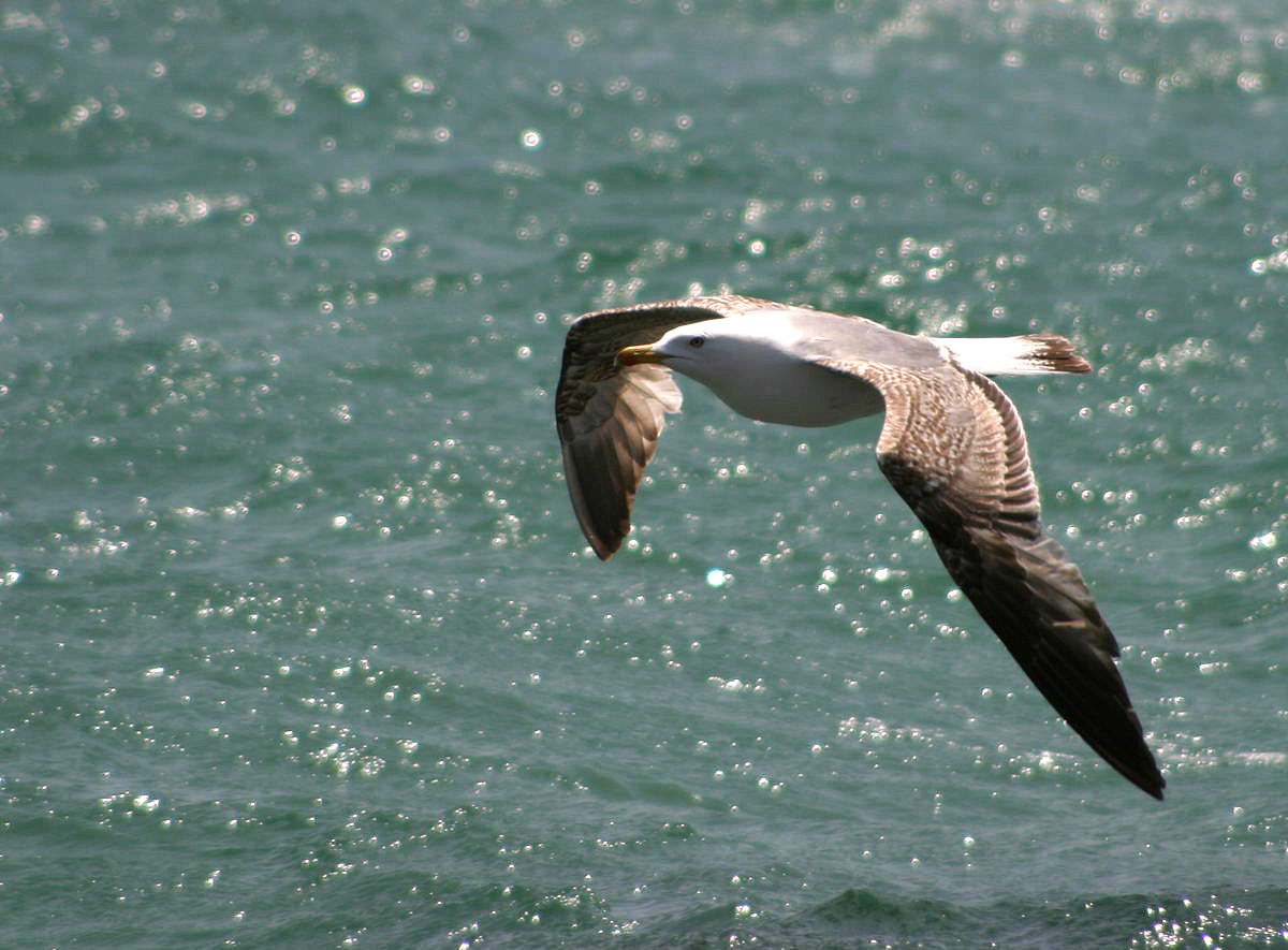 Seagull