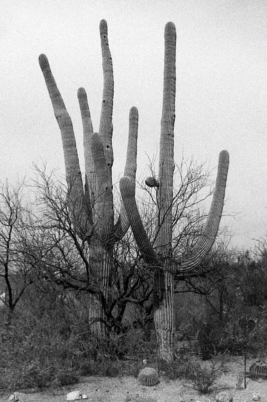 Saguaros by morey000