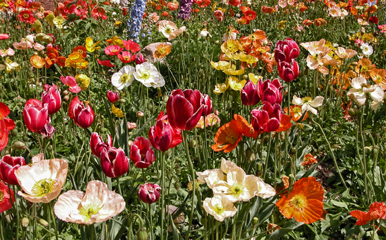 Descanso Gardens, California